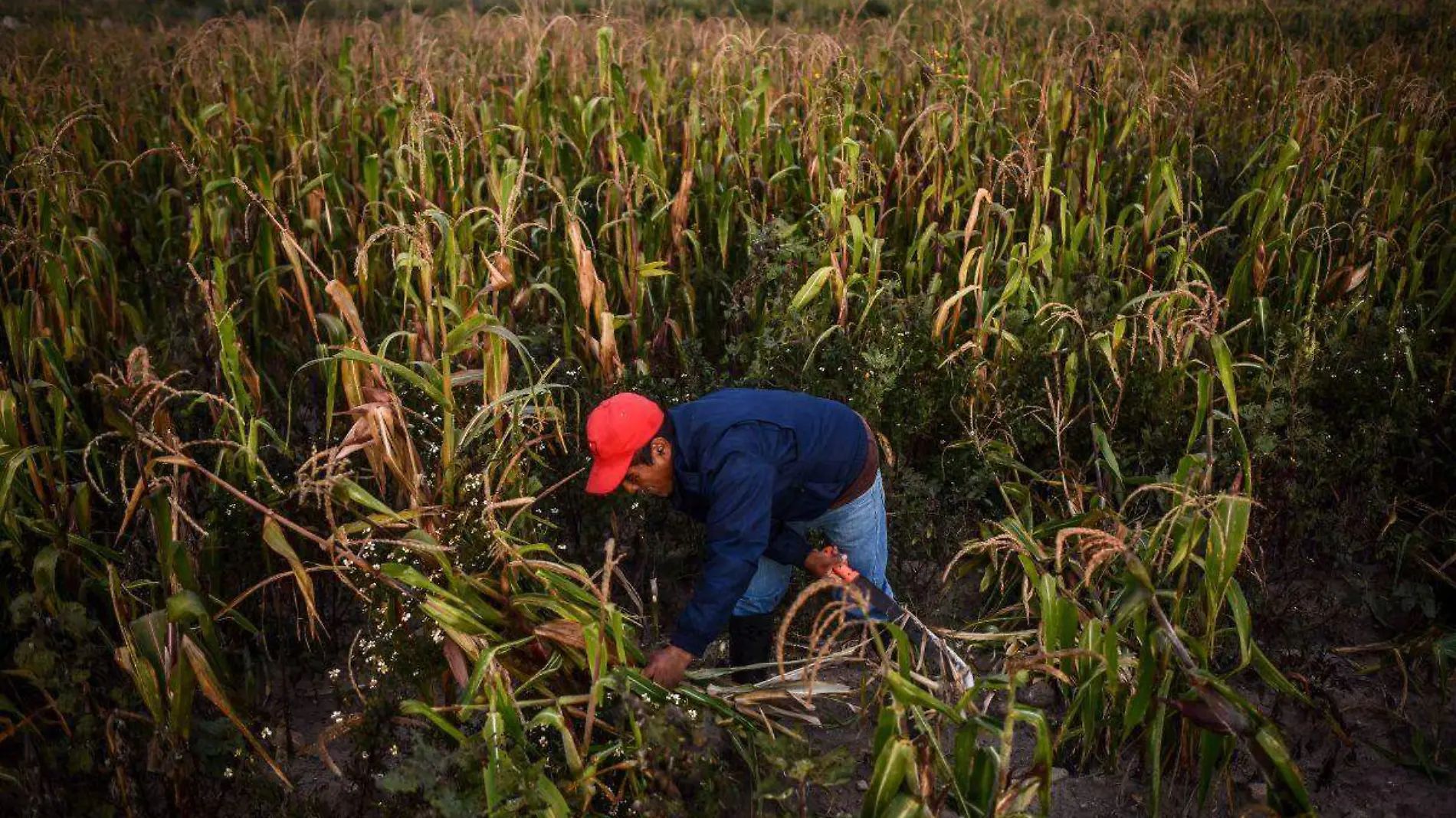 Productores de maíz